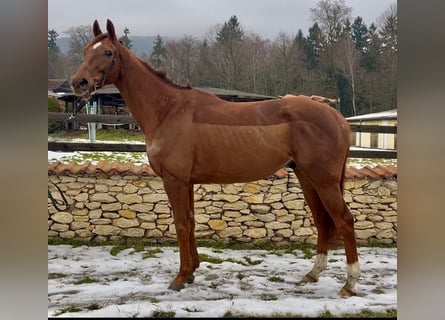 Pura sangre irlandés, Caballo castrado, 6 años, 166 cm, Alazán-tostado
