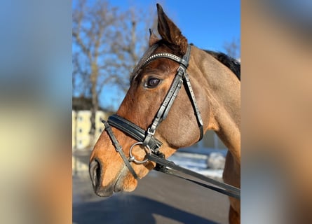 Pura sangre irlandés, Caballo castrado, 8 años, 167 cm, Castaño