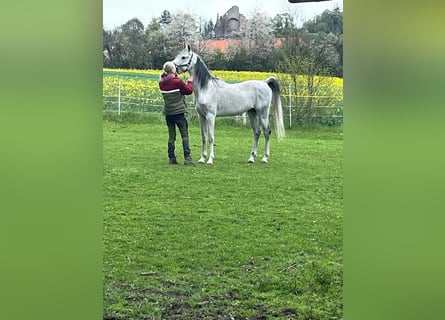 Purosangue arabo, Castrone, 12 Anni, 155 cm, Grigio ferro