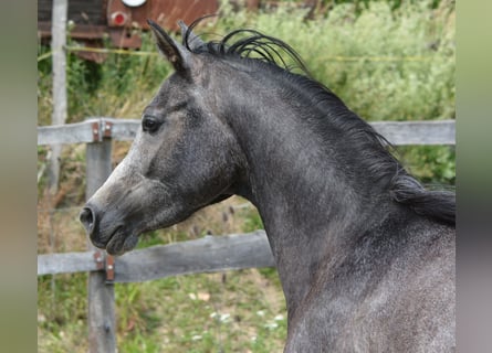 Purosangue arabo, Castrone, 2 Anni, 148 cm, Grigio
