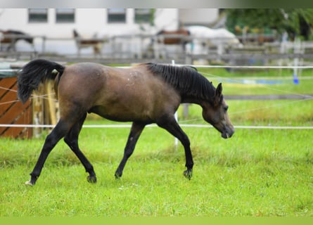 Purosangue arabo, Castrone, 2 Anni, 154 cm, Grigio