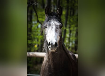 Purosangue arabo, Castrone, 3 Anni, 153 cm, Grigio