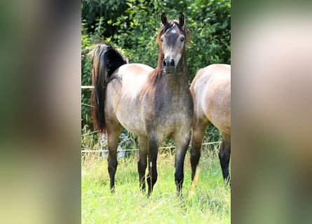 Purosangue arabo, Castrone, 3 Anni, 154 cm, Grigio