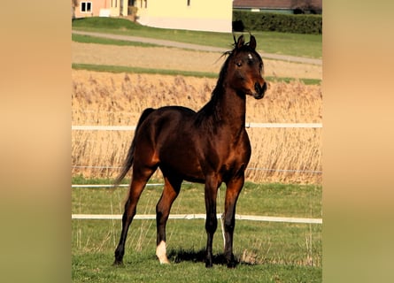 Purosangue arabo, Castrone, 3 Anni, 155 cm, Baio