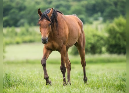 Purosangue arabo, Castrone, 3 Anni, 156 cm, Baio