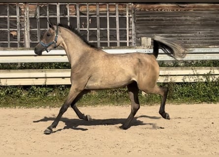 Purosangue arabo, Castrone, 3 Anni, 156 cm, Grigio