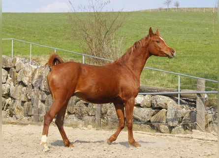 Purosangue arabo, Castrone, 3 Anni, Sauro