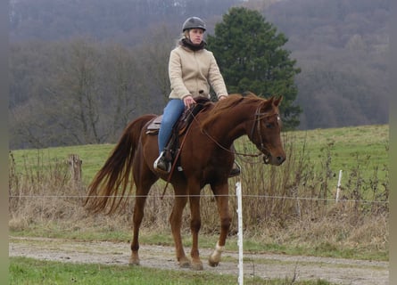 Purosangue arabo, Castrone, 4 Anni, 155 cm, Sauro