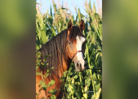 Purosangue arabo, Castrone, 5 Anni, 155 cm, Baio