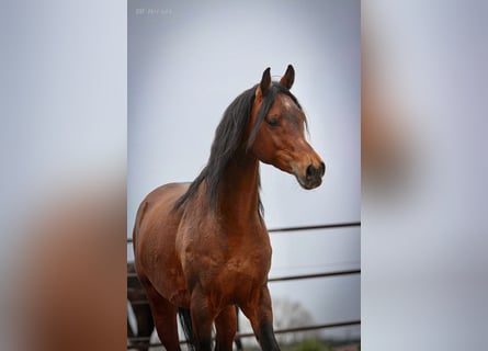 Purosangue arabo, Castrone, 5 Anni, 157 cm, Baio