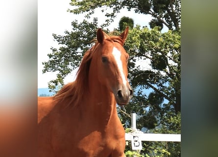 Purosangue arabo, Castrone, 6 Anni, 156 cm, Sauro