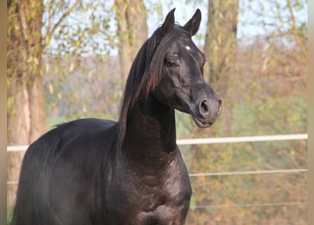 Purosangue arabo, Castrone, 9 Anni, 154 cm, Morello
