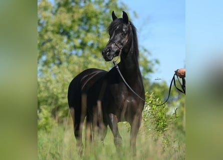Purosangue arabo, Giumenta, 10 Anni, 153 cm, Morello