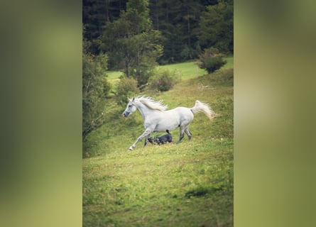 Purosangue arabo, Giumenta, 10 Anni, Grigio