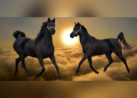 Purosangue arabo, Giumenta, 11 Anni, 152 cm, Morello