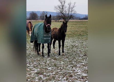 Purosangue arabo, Giumenta, 12 Anni, 150 cm, Morello