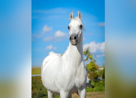Purosangue arabo, Giumenta, 14 Anni, 147 cm, Grigio