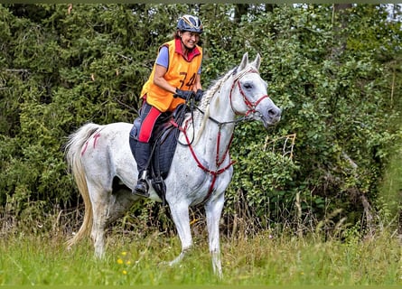 Purosangue arabo, Giumenta, 16 Anni, 158 cm, Grigio