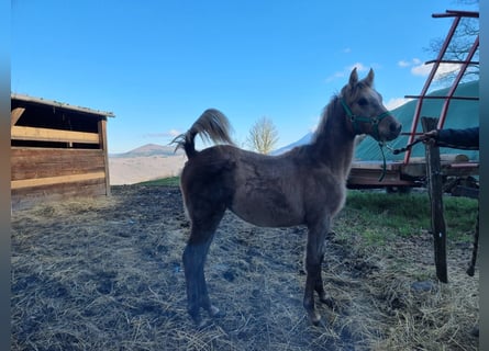 Purosangue arabo, Giumenta, 1 Anno, 130 cm, Grigio trotinato