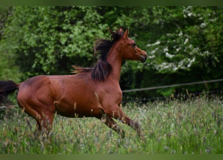 Purosangue arabo, Giumenta, 1 Anno, 154 cm, Baio
