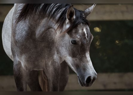 Purosangue arabo, Giumenta, 1 Anno, 155 cm, Grigio