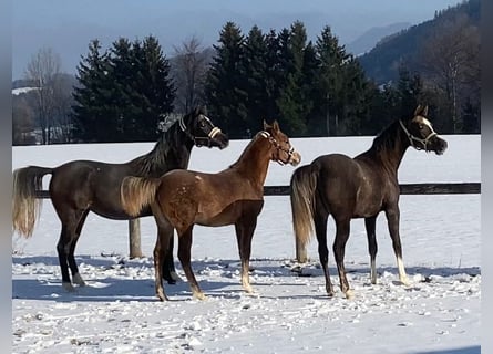 Purosangue arabo, Giumenta, 1 Anno, Grigio