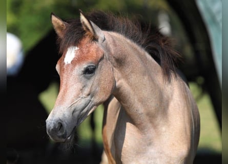Purosangue arabo, Giumenta, 1 Anno, Grigio