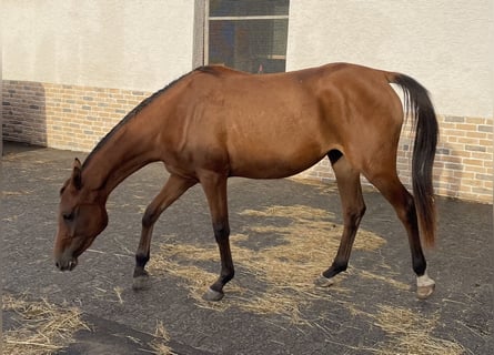 Purosangue arabo, Giumenta, 2 Anni, 155 cm