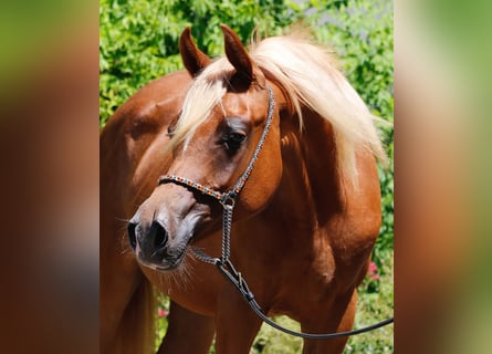 Purosangue arabo, Giumenta, 2 Anni, Sauro