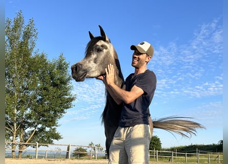 Purosangue arabo, Giumenta, 3 Anni, 152 cm, Grigio