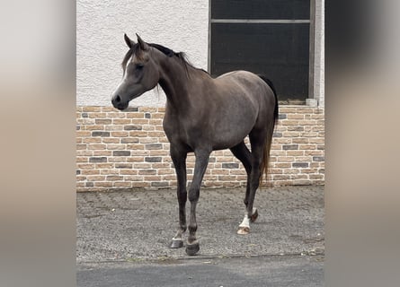Purosangue arabo, Giumenta, 3 Anni, 153 cm, Grigio