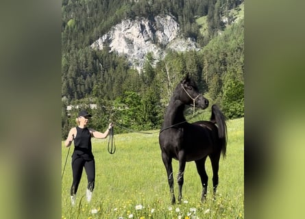 Purosangue arabo, Giumenta, 3 Anni, 155 cm, Morello