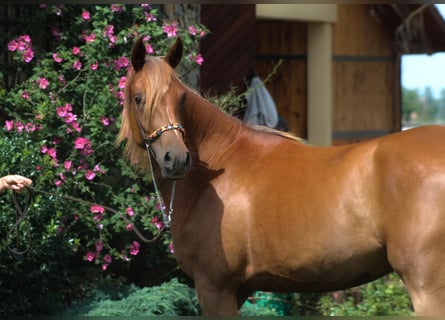 Purosangue arabo, Giumenta, 3 Anni, 156 cm, Sauro scuro