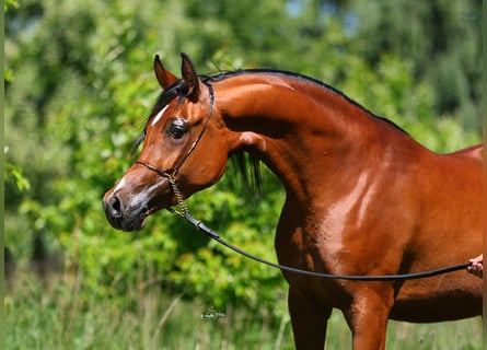 Purosangue arabo, Giumenta, 4 Anni, 155 cm, Baio
