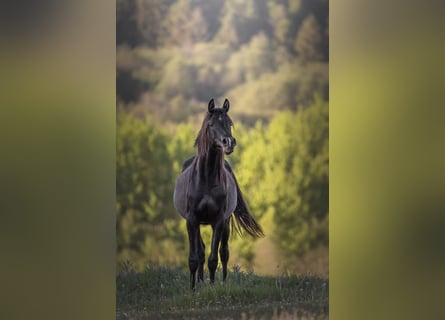 Purosangue arabo, Giumenta, 4 Anni, 155 cm, Morello