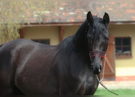 Purosangue arabo, Giumenta, 4 Anni, 158 cm, Morello