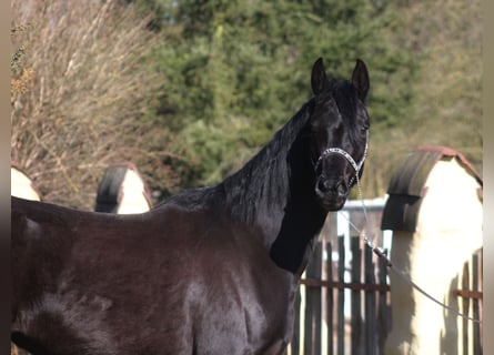 Purosangue arabo, Giumenta, 4 Anni, 160 cm, Morello
