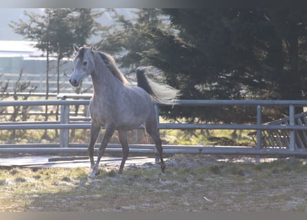 Purosangue arabo, Giumenta, 5 Anni, 155 cm, Grigio