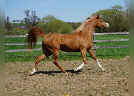 Purosangue arabo, Giumenta, 5 Anni, 155 cm, Sauro
