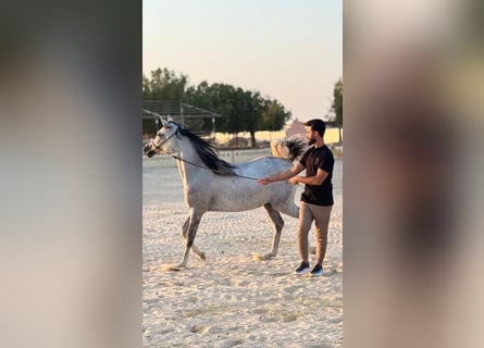Purosangue arabo, Giumenta, 5 Anni, Grigio