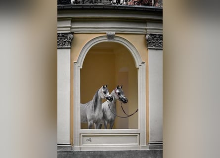 Purosangue arabo, Giumenta, 6 Anni, 153 cm, Grigio pezzato