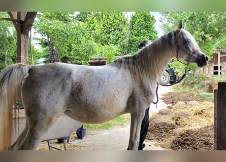 Purosangue arabo, Giumenta, 7 Anni, 154 cm, Grigio trotinato