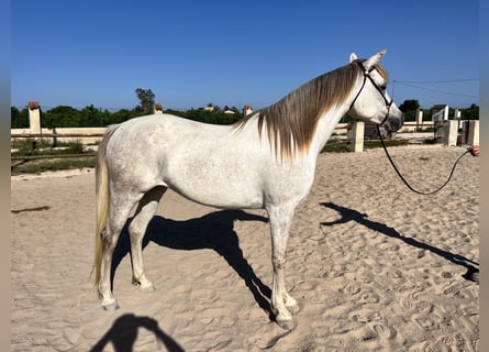 Purosangue arabo, Giumenta, 7 Anni, 157 cm, Grigio