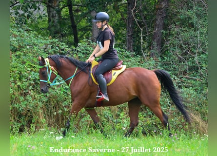 Purosangue arabo, Giumenta, 9 Anni, 155 cm, Baio scuro