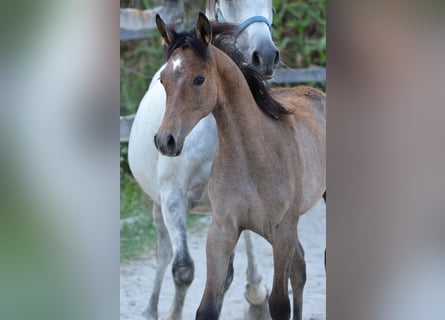 Purosangue arabo, Giumenta, Puledri (03/2025), 155 cm, Grigio