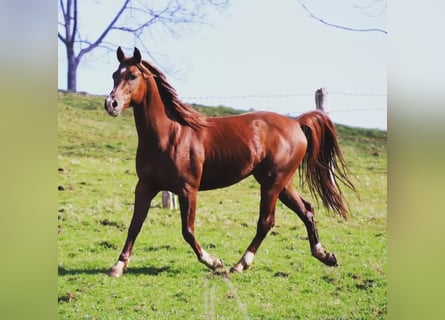 Purosangue arabo, Stallone, 10 Anni, Sauro