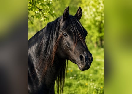 Purosangue arabo, Stallone, 13 Anni, 158 cm, Morello