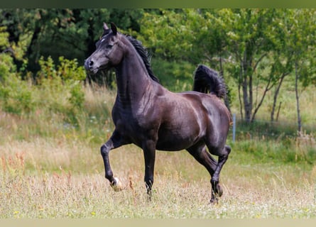 Purosangue arabo, Stallone, 13 Anni, 158 cm, Morello