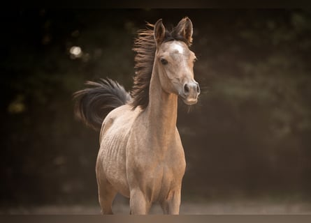 Purosangue arabo, Stallone, 1 Anno, 154 cm, Grigio