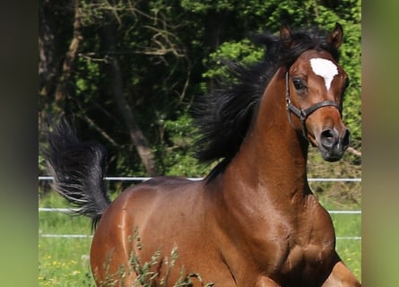 Purosangue arabo, Stallone, 1 Anno, 155 cm, Baio